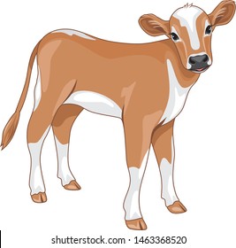 Cute Calf Isolated On White. Vector