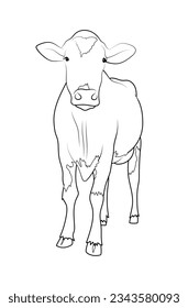 Cute calf, little baby cow standing looking front. Sketch inked black strokes, line art hand drawn realistic vector illustration isolated on white background.