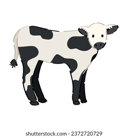 Cute calf on white background