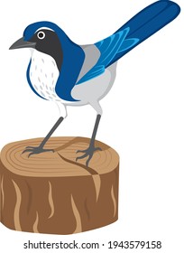 Cute California Scrub-Jay, blauer und weißer Vogel, der auf dem geknackten Holzlog mit weißem Hintergrund steht, kann das Log aus dem Vogel entfernt werden