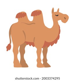 Cute Camel African Animal, Wild Herbivore Jungle Animal Cartoon Vector Illustration