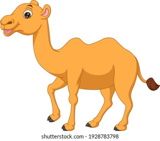 Cute camel cartoon on white background