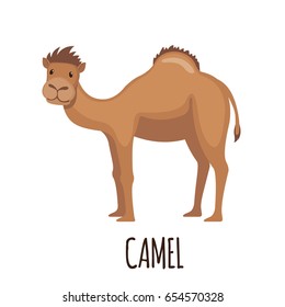 Cute Camel in flat style isolated on white background. Cartoon african camel. Zoo animal. Vector illustration.