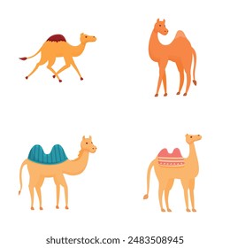 Iconos de camello lindo conjunto de Vector de dibujos animados. Varios tipos de camello con talabartería. Animal del desierto