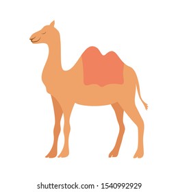 cute camel manger animal character vector illustration design