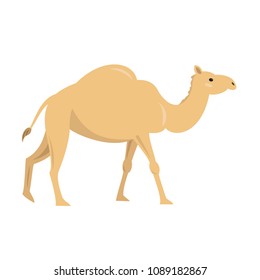 Cute camel on white background. Vector illustration.