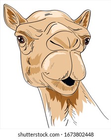 Cute camel on white background.
 Camel Postcard, poster, composition for t-shirts, print in the style of hand-drawn, cartoon