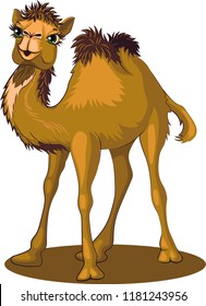 Cute camel, vector illustration as a design element