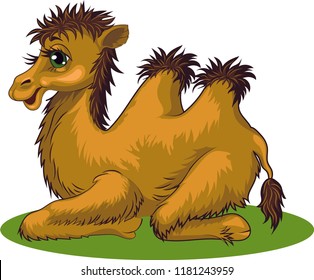 Cute camel, vector illustration as a design element