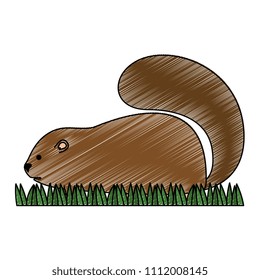 cute canadian marmot icon
