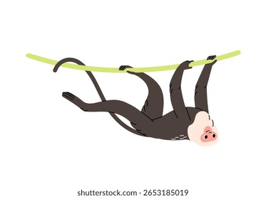 Cute capuchin hanging upside down crawls on liana. Funny monkey of tropical forest. Exotic animal of jungle. Happy wild primate is on tree. Flat isolated vector illustration on white background