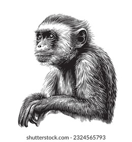 Cute Capuchin monkey sketch hand drawn realistic style