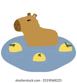 Cute capybara bathing in water with yuzu oranges. Vector illustration on white background.