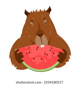 Lindo capibara comiendo sandía. Divertido animal de bebé que sostiene el postre tropical jugoso con dos patas para comer, retrato delantero kawaii del capibara peludo marrón con los dientes largos Ilustración vectorial de dibujos animados