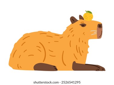 Capibara lindo que pone la mandarina que sostiene en su Ilustración vectorial plana de la cabeza aislada en blanco.