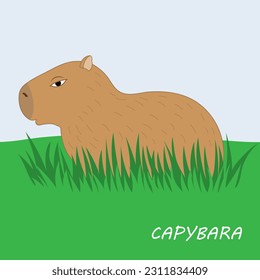 Cute capybara on the grass.