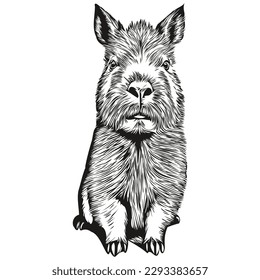 Cute Capybara on white background, hand draw illustration capybaras
