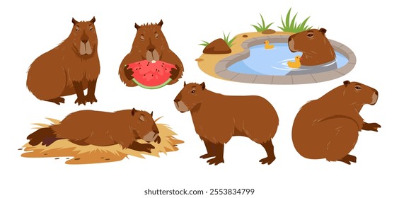 Cute capybara set. Animal of South America, portrait of rodent with funny poses collection, baby capibara bathing, sitting and lying down to sleep, eating watermelon cartoon vector illustration