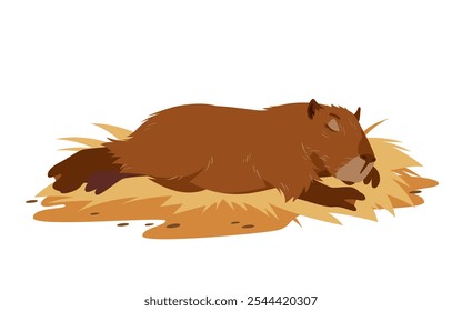 Cute capybara sleeping on hay bedding. Funny lazy fat pet lying down to sleep during nap time, portrait of brown baby animal character enjoying bedtime, capybara relaxing cartoon vector illustration