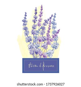 Cute card with of hand drawn sketch of Lavender flower and small bow isolated on white background. France retro pattern for romantic design concept. Text Aroma of Provence Vintage vector illustration.