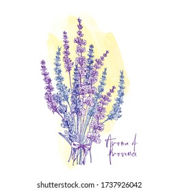 Cute card with of hand drawn sketch of Lavender flower and small bow isolated on white background. France retro pattern for romantic design concept. Text Aroma of Provence Vintage vector illustration.
