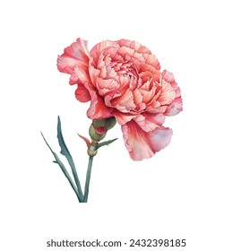 cute carnation vector illustration in watercolour style