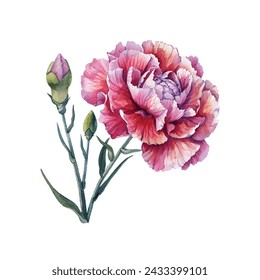 cute carnation vector illustration in watercolour style