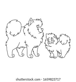 Cute carton pomeranian dog and puppy breed lineart vector clipart. Pedigree kennel doggie for dog lovers. Purebred domestic pet for pet parlor illustration mascot. Isolated canine spitz hound. EPS 10.