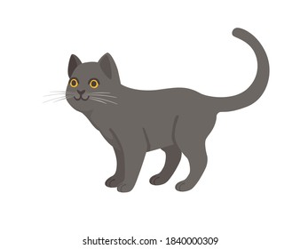 Cute cartoon animal design gray domestic cat adorable animal flat vector illustration
