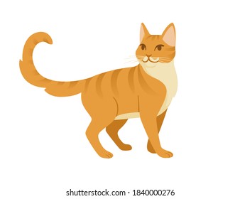 Cute cartoon animal design red striped domestic cat adorable animal flat vector illustration