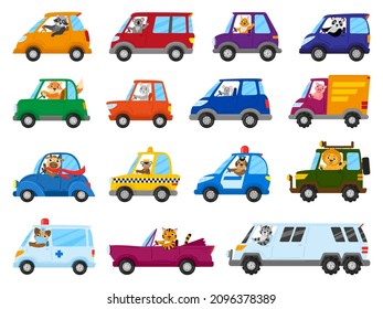 Cute cartoon animal drivers on toy cars, animal character drive toy transport. Animals, lion, mouse and raccoon drive toy cars vector illustration set. Funny animal drivers sitting in ambulance, taxi