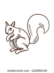 Cute cartoon animals concept. Hand drawn forest fluffy squirrel. Vector illustration isolated on white background, in style of engraving.