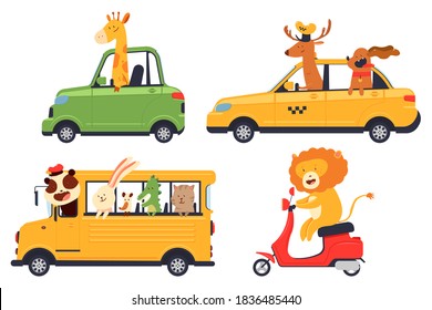 Cute cartoon animals drivers in car, school bus, scooter and taxi vector set isolated on a white background.