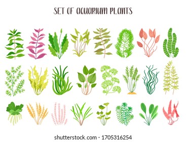 Aquatic Plant Images Stock Photos Vectors Shutterstock