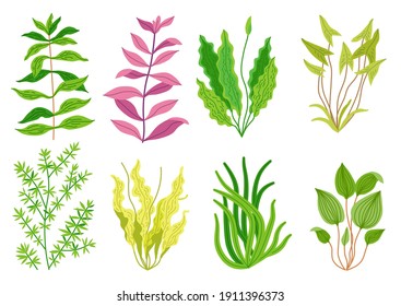 Cute cartoon aquarium seaweeds set. Flat style Illustrations for children. Collection of underwater planting, wildlife nature