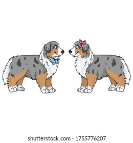 Cute cartoon australian shepherd boy and girl vector clipart. Pedigree kennel doggie breed for dog lovers. Purebred domestic puppy for pet parlor illustration mascot. Isolated canine English hunting.