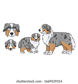 Cute cartoon australian shepherd dog and puppy set vector clipart. Pedigree kennel doggie breed for dog lovers. Purebred domestic puppy for pet parlor illustration mascot. English hunting breed.