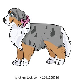 Cute cartoon australian shepherd with pink bow vector clipart. Pedigree kennel doggie breed for dog lovers. Purebred domestic puppy for pet parlor illustration mascot. Isolated canine English hunting.
