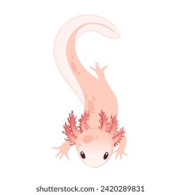 Cute cartoon axolotl pink color amphibian animal vector illustration isolated on white background