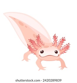 Cute cartoon axolotl pink color amphibian animal vector illustration isolated on white background