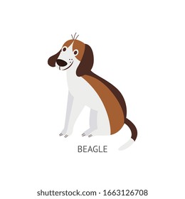 Cute cartoon beagle dog drawing isolated on white background - flat brown and white pet animal sitting in obedient pose and smiling - vector illustration.