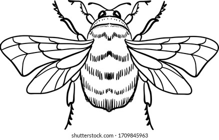 Cute Cartoon Biene, lustiges Bienenfliegen, Vektorillustration-Illustration, Farbbuchseite für Kinder. 