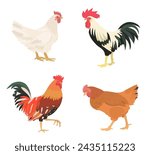 Cute cartoon birds collection. Vector illustrations of chicken, hen and rooster on white background. Set of poultry clip.