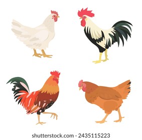 Cute cartoon birds collection. Vector illustrations of chicken, hen and rooster on white background. Set of poultry clip.