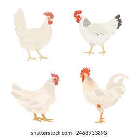 Cute cartoon birds collection. Vector illustrations of White Chicken, Hen and Rooster on white background. Set of poultry clip.