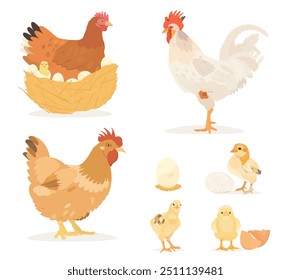 Linda colección de pájaros de dibujos animados. Ilustraciones vectoriales de pollo marrón, gallina, gallo, pollitos y huevos aislados sobre fondo blanco. Conjunto de Clip de aves.