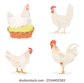 Cute cartoon birds collection. Vector illustrations of white Chicken, Hen isolated on white background. Set of poultry clip.