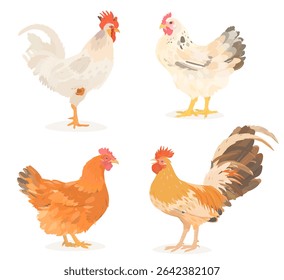 Cute cartoon birds collection. Vector illustrations of chicken, hen and rooster isolated on white background. Set of poultry clip.