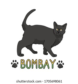 Caricatura corta de un gato en Bombay con un vector de texto. Cría de gatitos pedigrí para los amantes de los gatos. Gatito doméstico negro purebred para mascota ilustrativa de salón de mascotas. Housecat felino aislado. EPS 10.