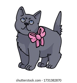 Cute cartoon British shorthair kitten with pink bow vector clipart. Pedigree kitty breed for cat lovers. Purebred domestic kitten for pet parlor illustration mascot. Isolated feline housecat. EPS 10.